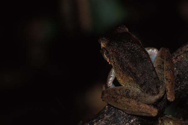 Golfito Rain Frog (Craugastor taurus)