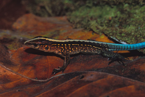 Central American Ameiva (Holcosus festivus)