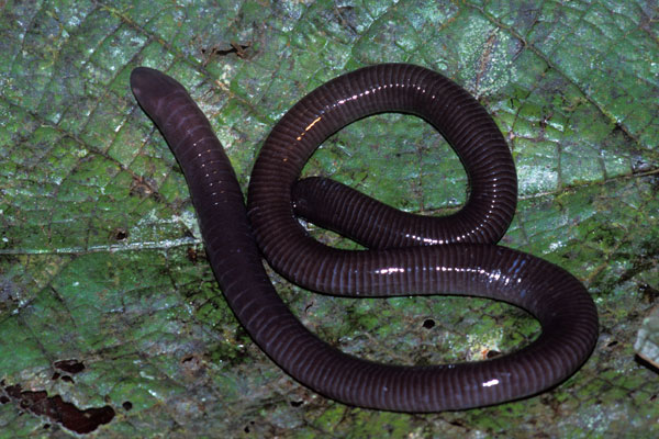 Purple Caecilian (Gymnopis multiplicata)