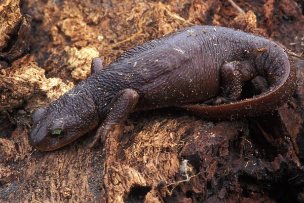 California Newt (Taricha torosa)