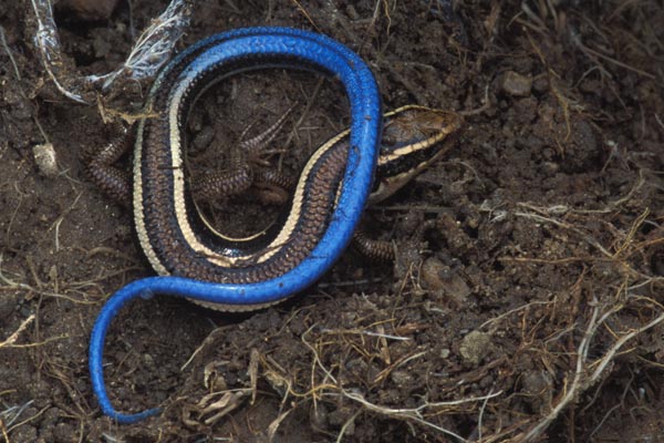 Skilton’s Skink (Plestiodon skiltonianus skiltonianus)