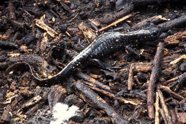 Santa Cruz Long-toed Salamander (Ambystoma macrodactylum croceum)