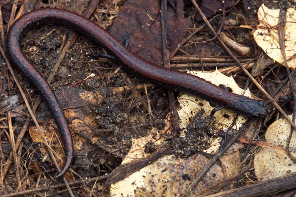 Gabilan Mountains Slender Salamander (Batrachoseps gavilanensis)