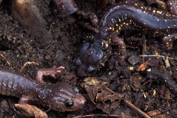 Arboreal Salamander (Aneides lugubris)