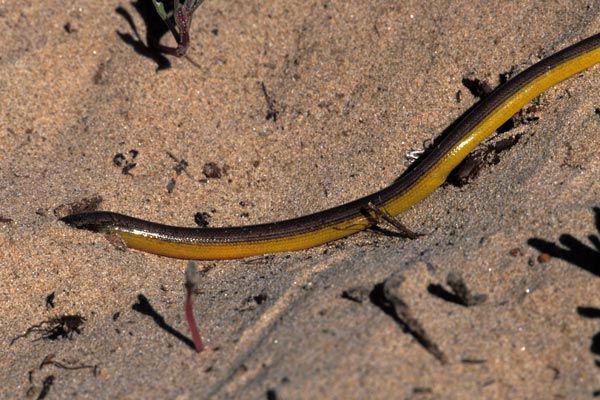 Northern Legless Lizard (Anniella pulchra)