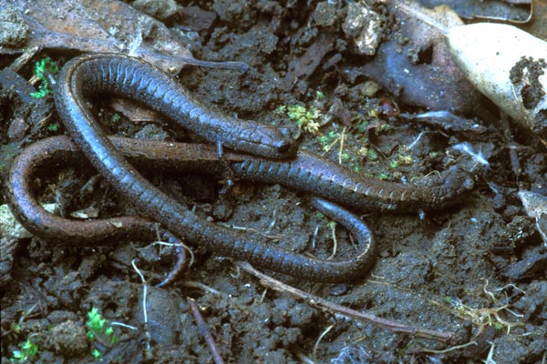 Black-bellied Slender Salamander (Batrachoseps nigriventris)