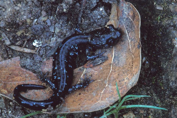 Black Salamander (Aneides flavipunctatus)