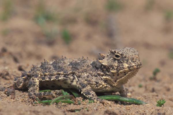 Blainville’s Horned Lizard (Phrynosoma blainvillii)