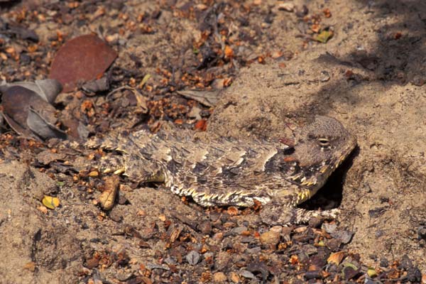 Blainville’s Horned Lizard (Phrynosoma blainvillii)