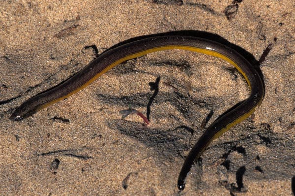 Northern Legless Lizard (Anniella pulchra)