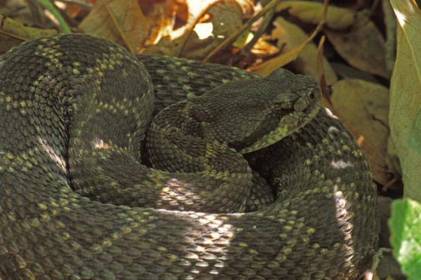 Southern Pacific Rattlesnake (Crotalus oreganus helleri)