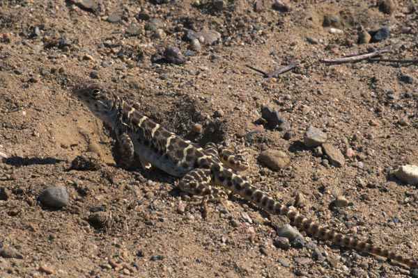 blunt nosed leopard lizard