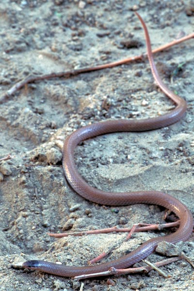 Smith’s Black-headed Snake (Tantilla hobartsmithi)