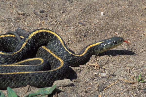 Santa Cruz Gartersnake (Thamnophis atratus atratus)