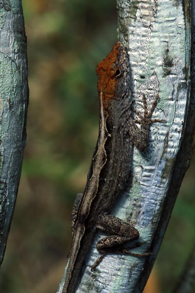 Cuban Brown Anole (Anolis sagrei sagrei)