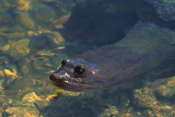 Florida Softshell (Apalone ferox)