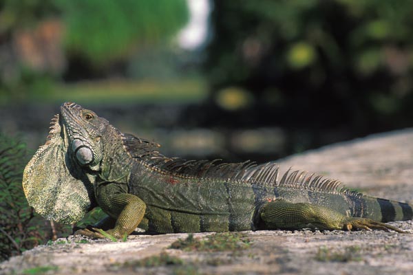 Green Iguana (Iguana iguana)