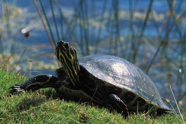 Peninsula Cooter (Pseudemys peninsularis)