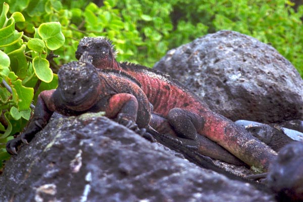 Española Marine Iguana (Amblyrhynchus cristatus venustissimus)