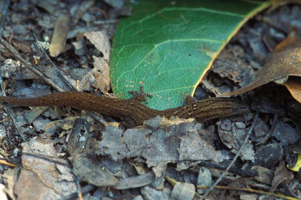 Florida Reef Gecko (Sphaerodactylus notatus notatus)