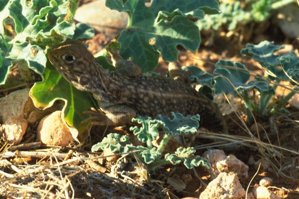 Central Netted Dragon (Ctenophorus nuchalis)