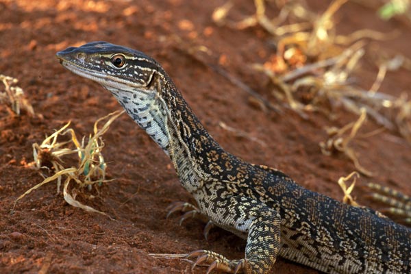 Sand Monitor (Varanus gouldii flavirufus)