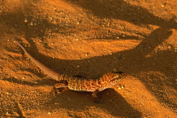 Bynoe’s Gecko (Heteronotia binoei)