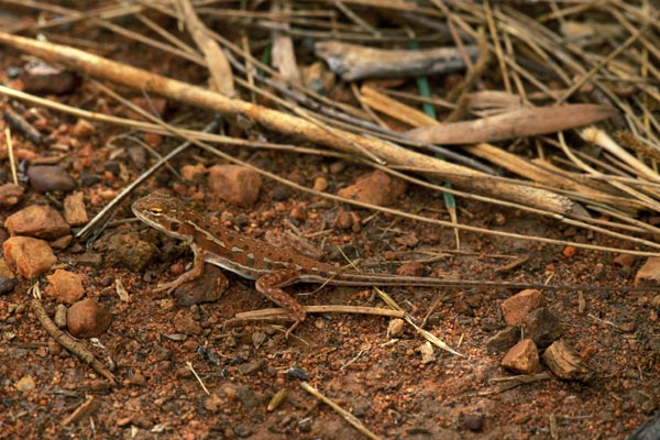 Military Dragon (Ctenophorus isolepis gularis)