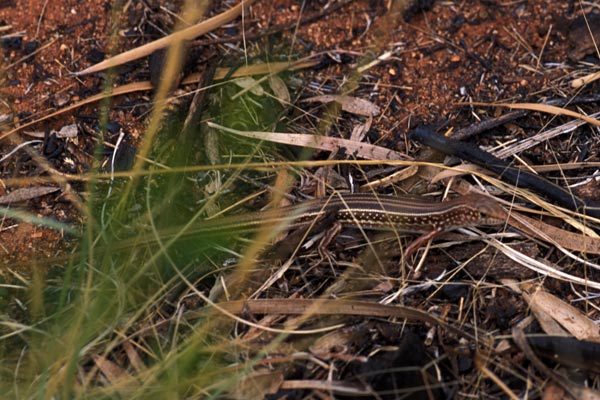 Common Desert Ctenotus (Ctenotus leonhardii)