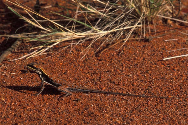 Military Dragon (Ctenophorus isolepis gularis)