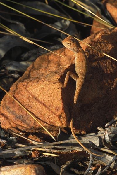 Slater’s Ring-tailed Dragon (Ctenophorus slateri)