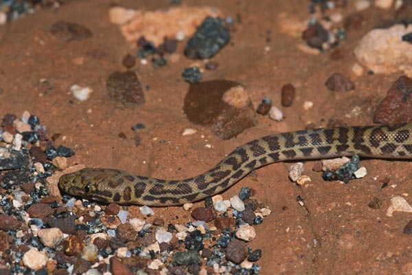 Eastern Large-blotched Python (Antaresia stimsoni orientalis)