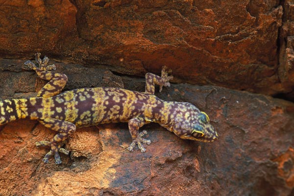 Mereenie Velvet Gecko (Oedura luritja)