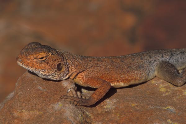 Slater’s Ring-tailed Dragon (Ctenophorus slateri)