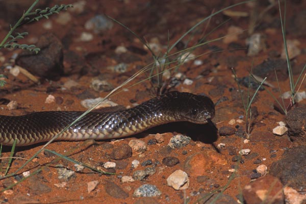 King Brown, King Snakes