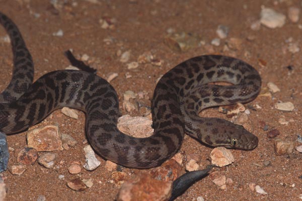 Eastern Large-blotched Python (Antaresia stimsoni orientalis)