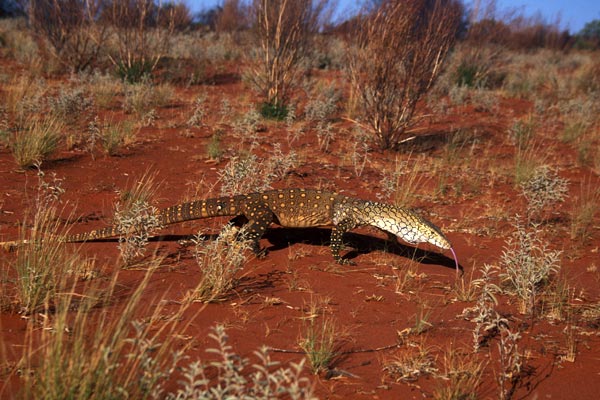 Perentie (Varanus giganteus)