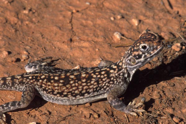 Central Netted Dragon (Ctenophorus nuchalis)