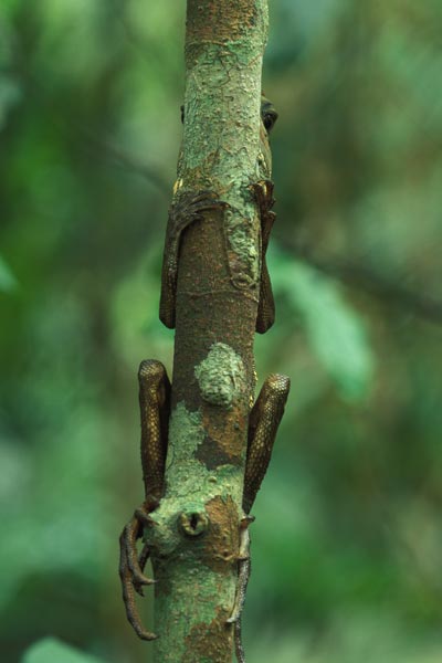 Boyd’s Forest Dragon (Lophosaurus boydii)