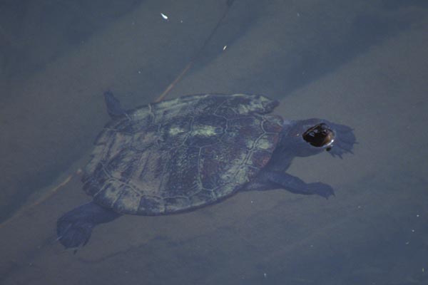 Saw-shelled Turtle (Wollumbinia latisternum)