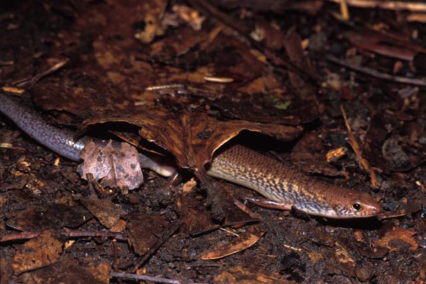 Brown-tailed Bar-lipped Skink (Glaphyromorphus fuscicaudis)