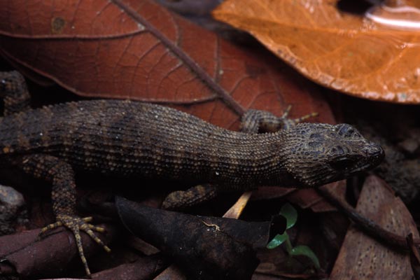 Prickly Forest Skink (Gnypetoscincus queenslandiae)