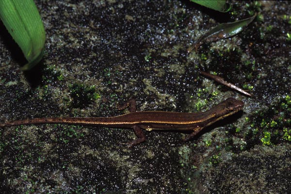 Basal Shade Skink (Saproscincus basiliscus)