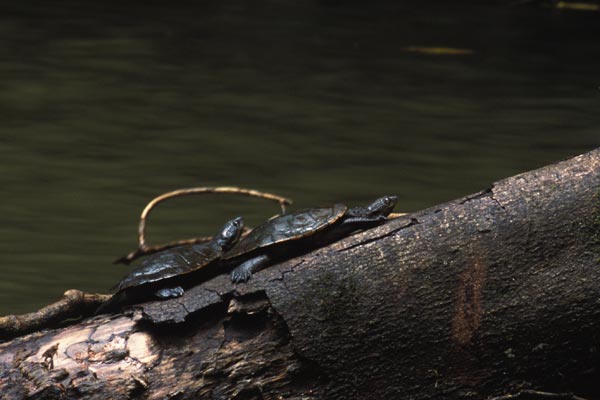 Saw-shelled Turtle (Wollumbinia latisternum)