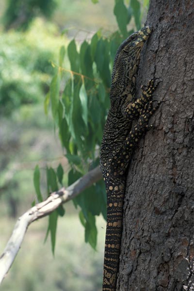 Lace Monitor (Varanus varius)