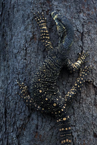 Lace Monitor (Varanus varius)