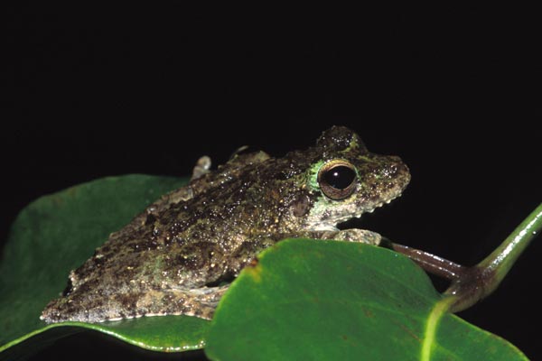 Green-eyed Treefrog (Ranoidea serrata)