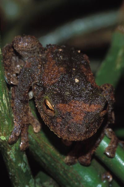 Green-eyed Treefrog (Ranoidea serrata)