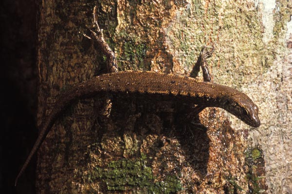 Rainforest Water Skink (Concinnia tigrinus)