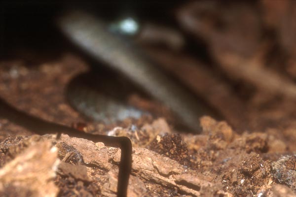 Collared Whip Snake (Demansia torquata)